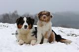 BERGER AUSTRALIEN - ADULT & PUPPY 064